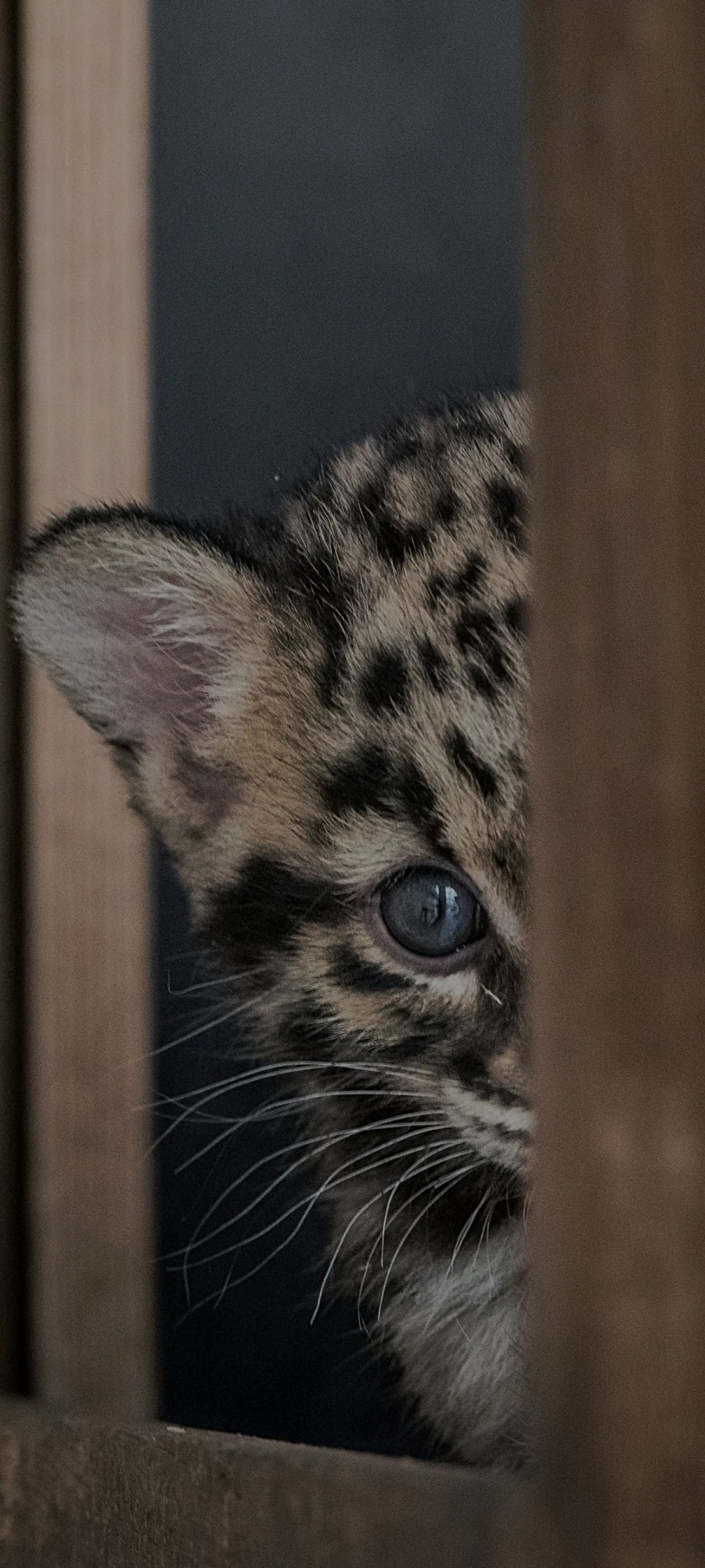 Riad - Schoten - Anvers | Annonce Sex